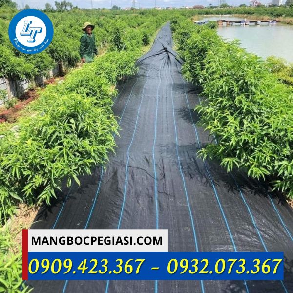 Bạt phủ chống cỏ hiệu quả tại các nhà vườn Bạt phủ chống cỏ hiệu quả tại các nhà vườn