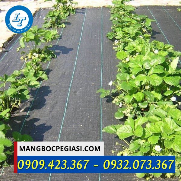 Bạt phủ chống cỏ phủ đất trồng dâu Bạt phủ chống cỏ phủ đất trồng dâu