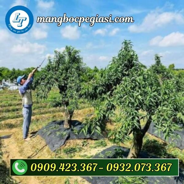 Bạt phủ cỏ màu đen giá sỉ