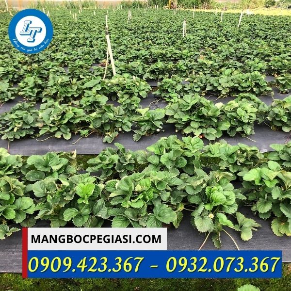 bạt phủ đất chống cỏ cho vườn dâu bạt phủ đất chống cỏ