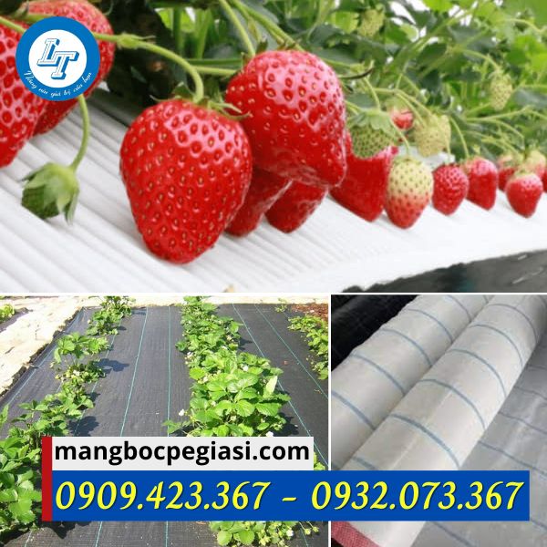 Bạt phủ đất trồng dâu tây