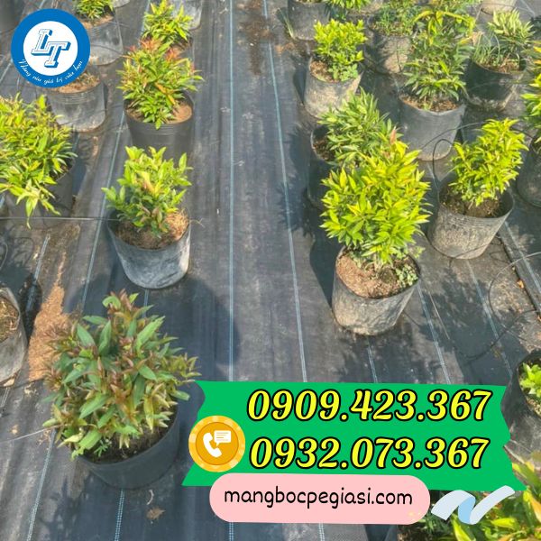 Bạt phủ đất chống cỏ Bạt phủ đất chống cỏ
