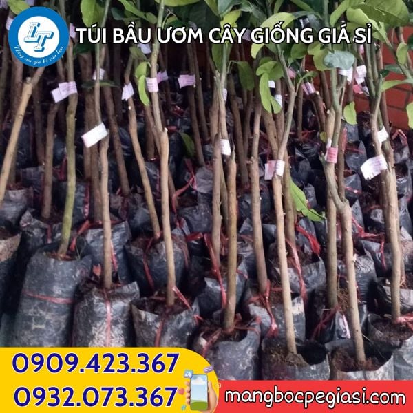 Túi bầu ươm cây Túi bầu ươm cây