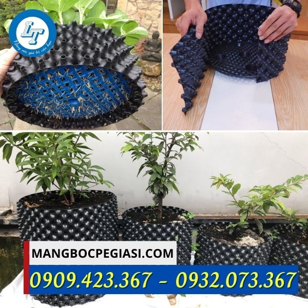 Bầu ươm cây thông minh tiện lợi Bầu ươm cây thông minh tiện lợi