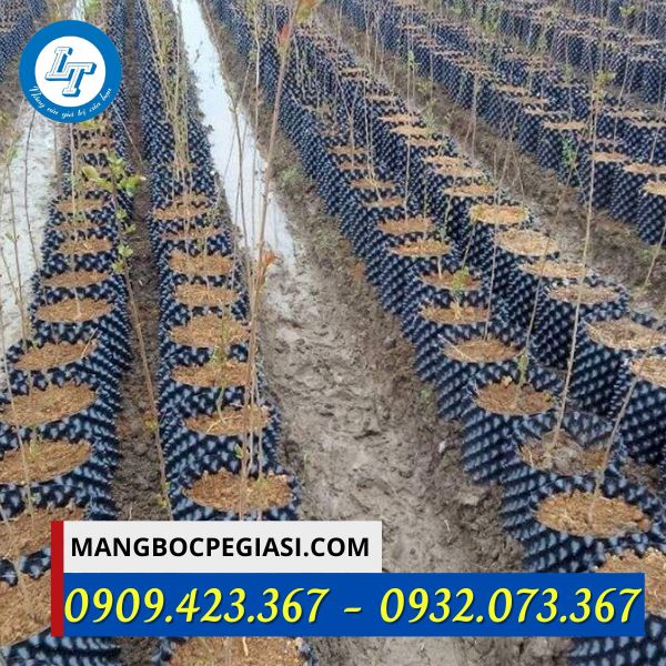 Bầu ươm cây giống Bầu ươm cây giống