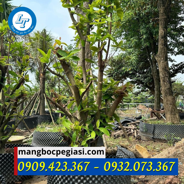 Bầu ươm cây giống tại vườn Bầu ươm cây giống tại vườn