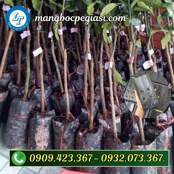 Túi bầu ươm cây