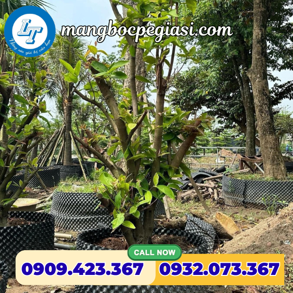 Bầu ươm cây giống phát triển khỏe mạnh Bầu ươm cây giống phát triển khỏe mạnh