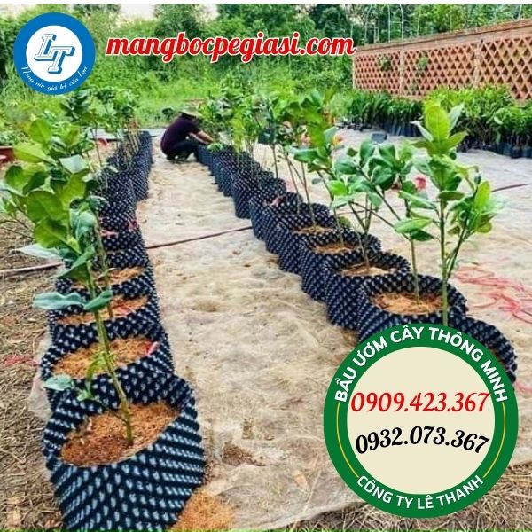 bầu ươm cây giống thông minh tiện lợi bầu ươm cây giống thông minh tiện lợi