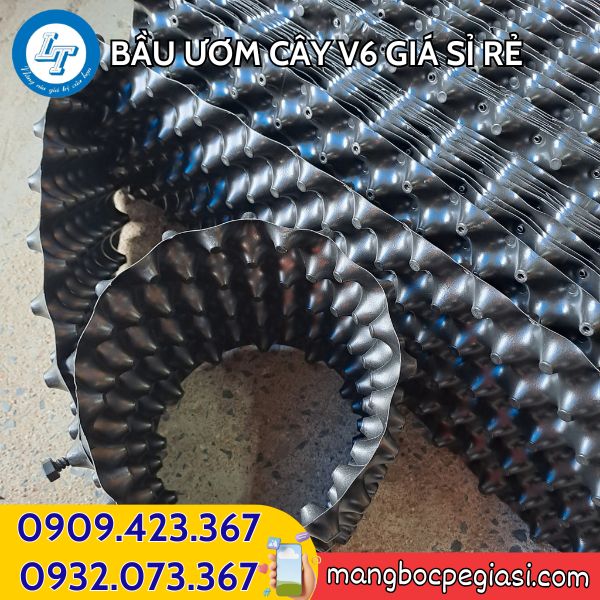 Bầu ươm cây V6