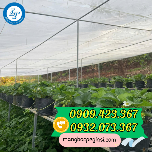 Đáy chậu đục lỗ thoát nước tốt giá rẻ Đáy chậu đục lỗ thoát nước tốt