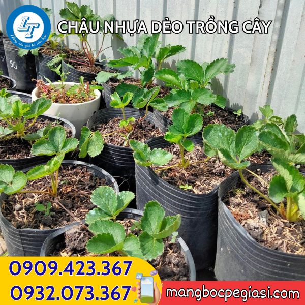 Chậu nhựa dẻo C12