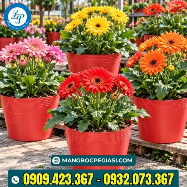 Chậu nhựa dẻo trồng cây Chậu nhựa dẻo trồng cây