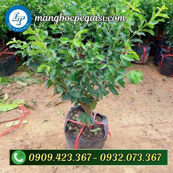 Chậu nhựa ươm cây giống phát triển khỏe mạnh Chậu nhựa ươm cây giống phát triển khỏe mạnh