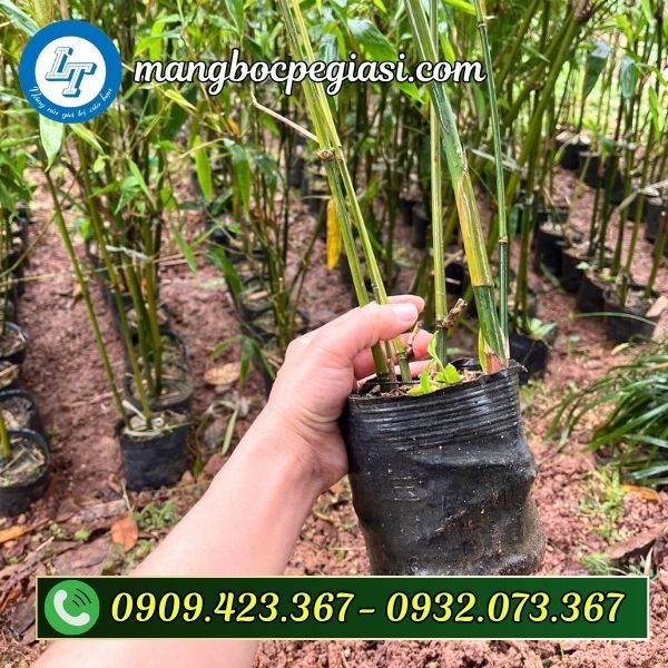 Chậu nhựa trồng cây giá tốt Chậu nhựa