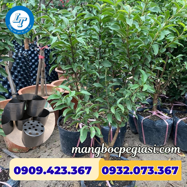 Chậu nhựa trồng cây phát triển khỏe mạnh Chậu nhựa trồng cây