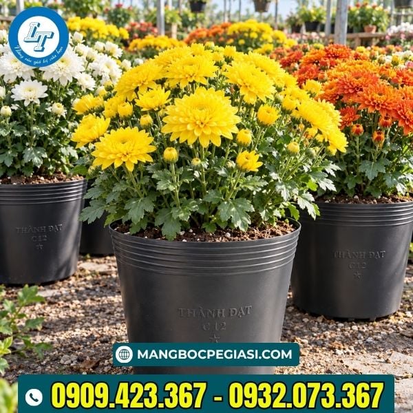 Chậu nhựa dẻo trồng cây Chậu nhựa dẻo trồng cây