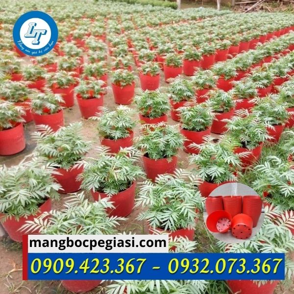 Chậu nhựa đỏ trồng hoa tết Chậu nhựa đỏ trồng hoa tết