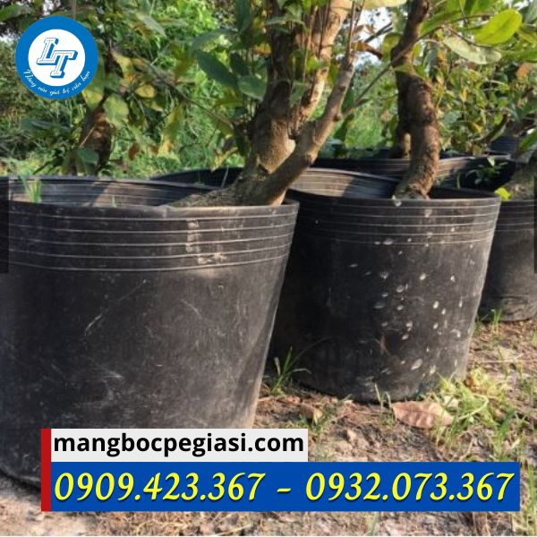 Chậu nhựa size lớn Chậu nhựa size lớn