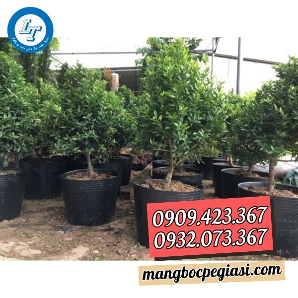 Chậu nhựa đen trồng cây Chậu nhựa đen trồng cây