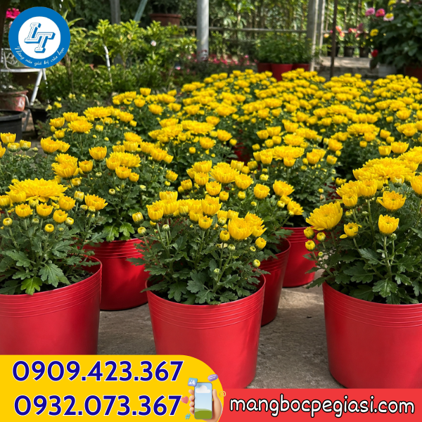 Chậu nhựa dẻo C16 trồng cây hoa cúc đẹp Chậu nhựa dẻo trồng cây