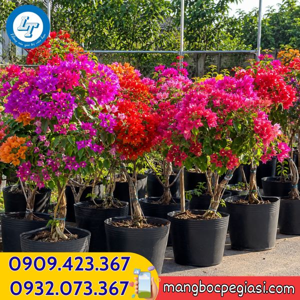 Chậu nhựa dẻo C16 trồng cây hoa giấy đẹp Chậu nhựa dẻo C16 trồng cây hoa giấy đẹp
