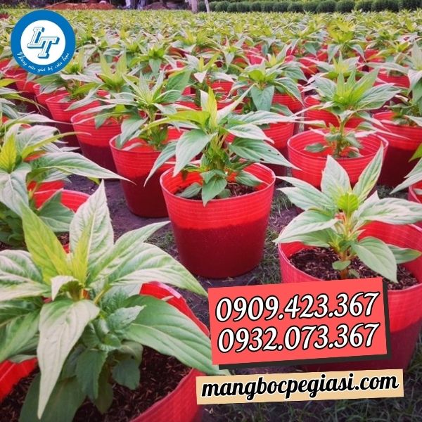 Chậu nhựa mềm màu đỏ Chậu nhựa mềm màu đỏ