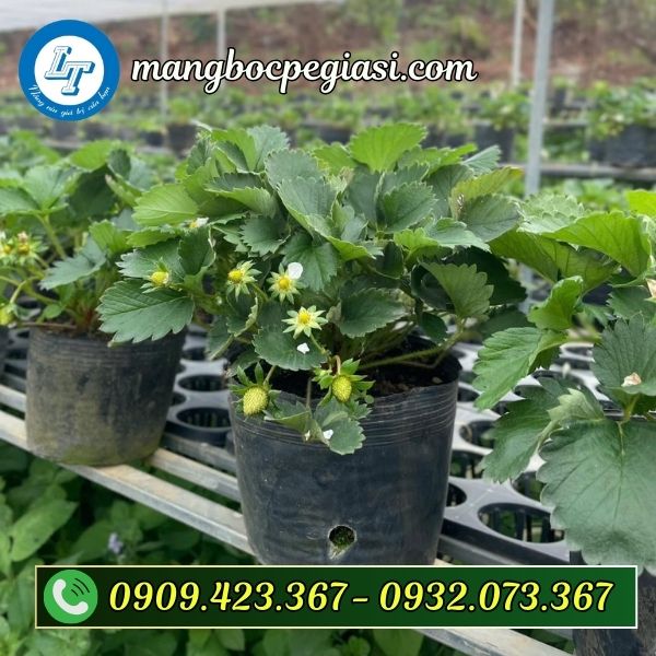 Chậu nhựa trồng cây Chậu nhựa trồng cây