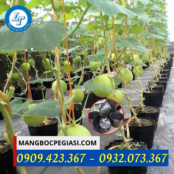 Chậu nhựa mềm trồng cây Chậu nhựa mềm trồng cây