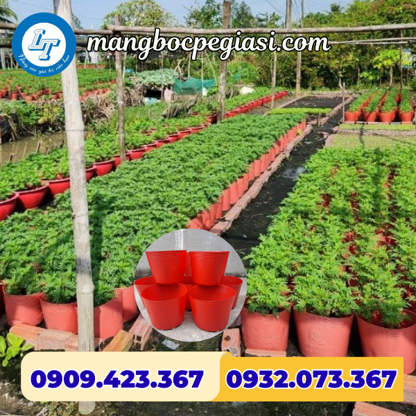 Chậu nhựa trồng cây màu đỏ Chậu nhựa trồng cây màu đỏ