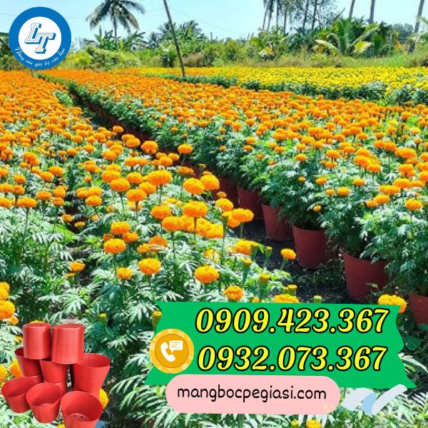 Chậu nhựa trồng cây vạn thọ đón tết Chậu nhựa trồng cây C12