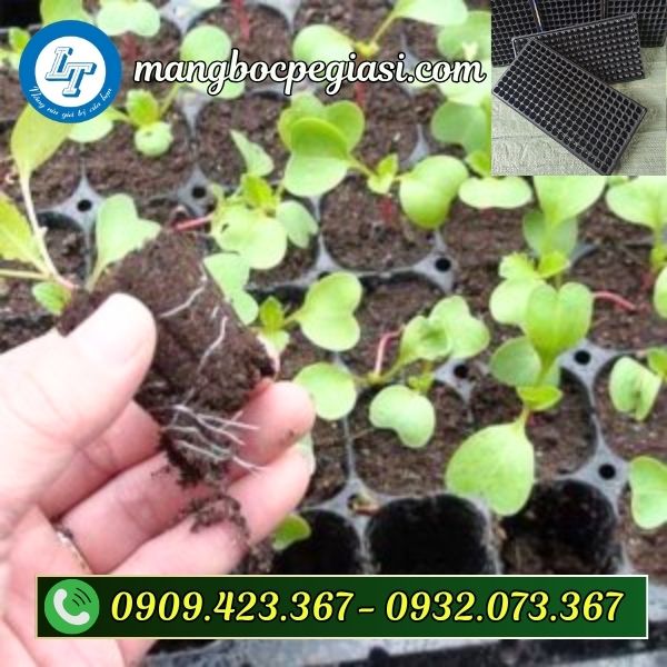 Khay ươm hạt giống 200 lỗ giá sỉ Khay ươm hạt giống 200 lỗ