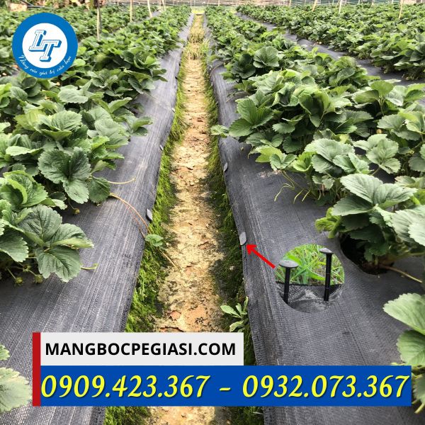 Đinh ghim màng phủ nông nghiệp Đinh ghim màng phủ nông nghiệp