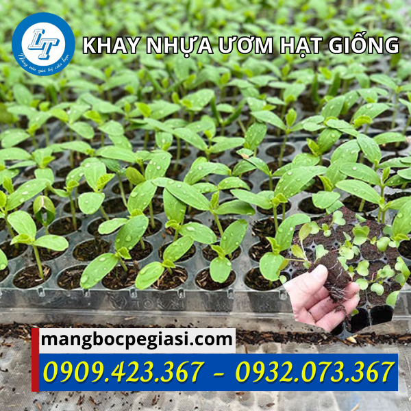 Khay ươm hạt giống phát triển khỏe mạnh Khay ươm hạt giống