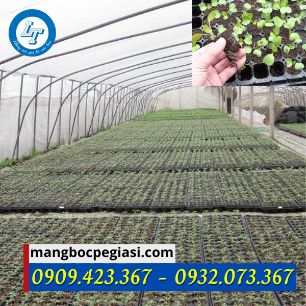 Khay ươm hạt giống tại nhà vườn Khay ươm hạt giống