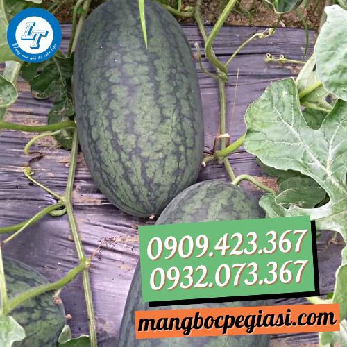 Kỹ thuật trồng dưa hấu với màng phủ nông nghiệp Kỹ thuật trồng dưa hấu với màng phủ nông nghiệp