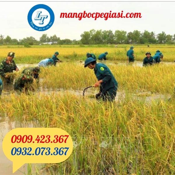 liềm cắt lúa liềm cắt lúa