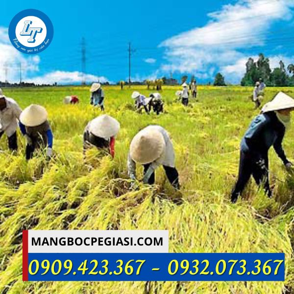 Lưới liềm gặt lúa Lưới liềm gặt lúa