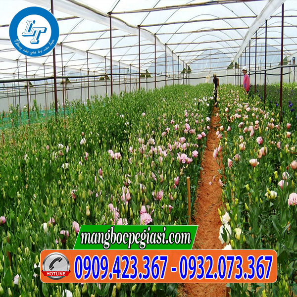 Màng nilon làm nhà kính trồng hoa Màng nilon làm nhà kính trồng hoa
