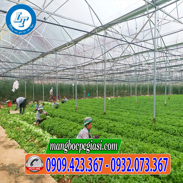 Màng nilon nhà kính trồng rau hiệu quả Màng nilon nhà kính trồng rau hiệu quả