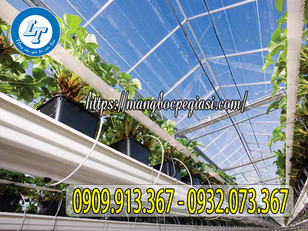 Màng nilon nhà kính trồng dâu tây Màng nilon nhà kính trồng dâu tây