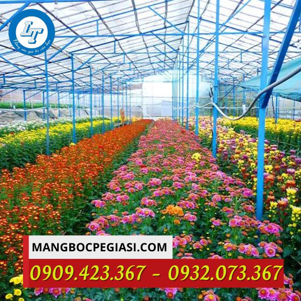 Mô hình nilon nhà kính trồng hoa