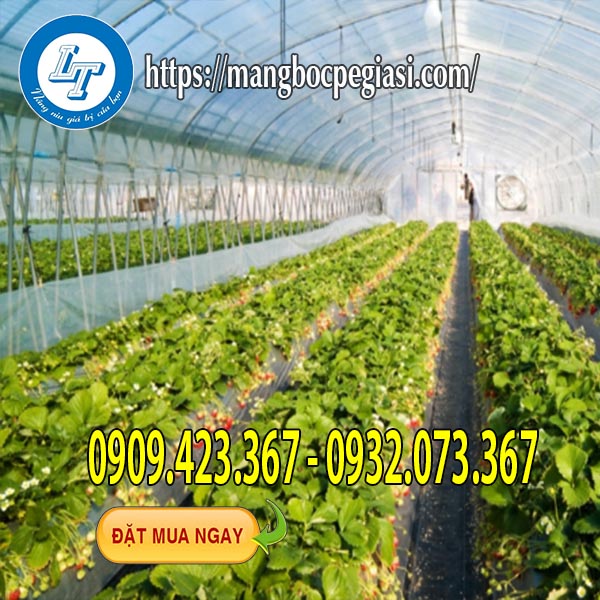 Màng nilon nhà kính trồng rau Màng nilon nhà kính trồng rau