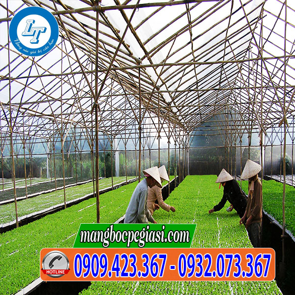 Màng nilon nhà kính ươm cây Màng nilon nhà kính ươm cây