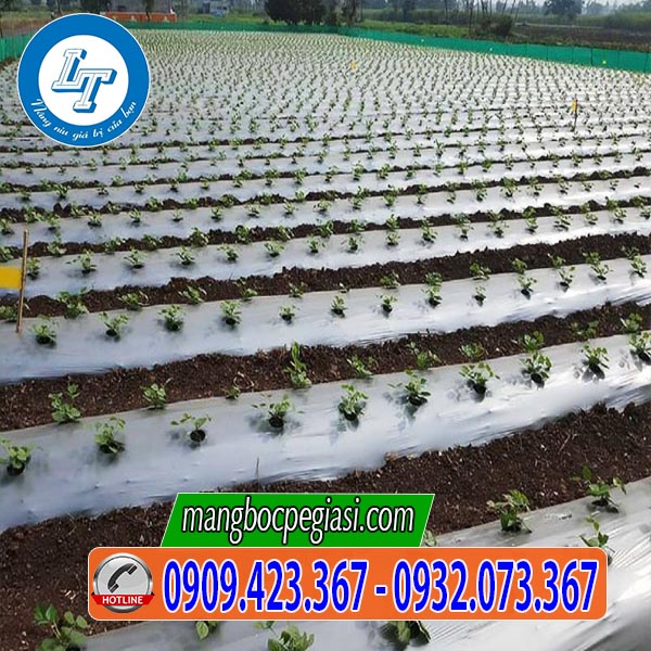 Màng nilon nông nghiệp trồng hoa màu Màng nilon nông nghiệp trồng hoa màu