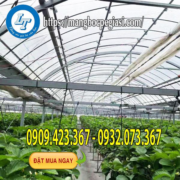 Màng nilon pe nhà kính trồng rau Màng nilon pe nhà kính trồng rau