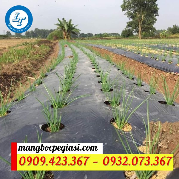 màng nilon phủ đất đực lỗ màng nilon phủ đất đực lỗ