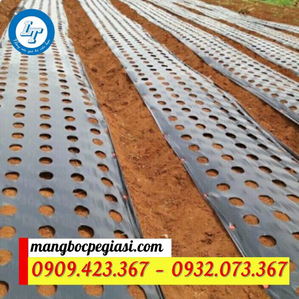 màng nilon phủ đất đục lỗ sẵn tiện lợi màng nilon phủ đất đục lỗ sẵn tiện lợi
