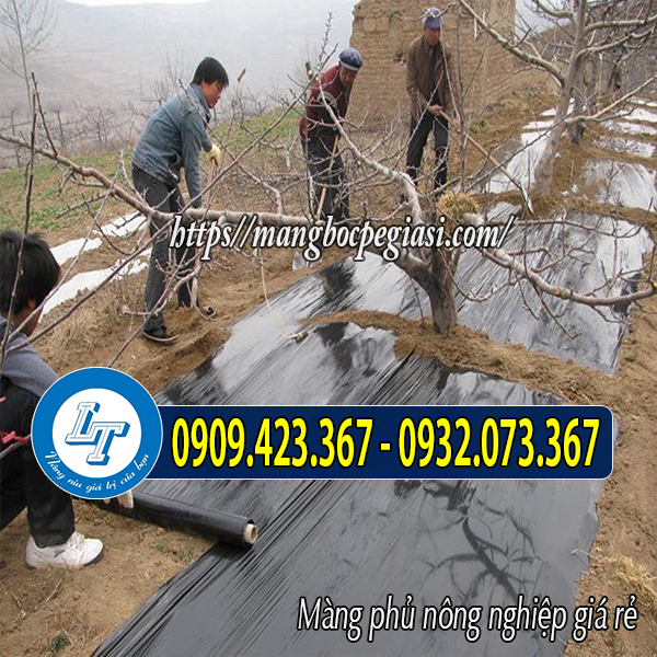 Màng nilon phủ đất trồng cây Màng nilon phủ đất trồng cây