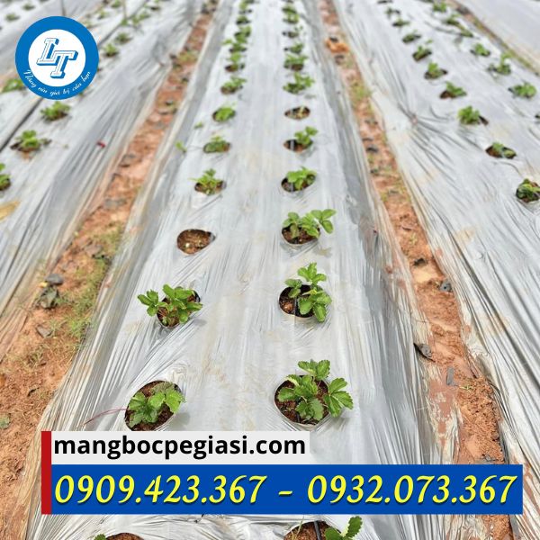Màng phủ nông nghiệp đục lỗ phủ đất trồng cây Màng phủ nông nghiệp đục lỗ phủ đất trồng cây